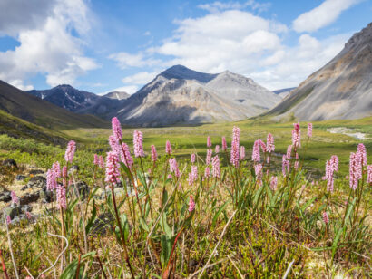 A stream flowing in the summer time in Gates of the Arctic National Park (Alaska), the least visited national park in the United States.