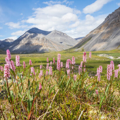 A pink field of flowers in the Gates of the Arctic.