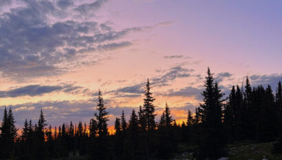 Sunset behind pine trees.